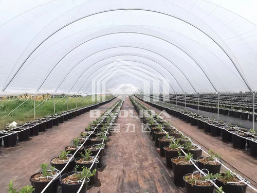 Latest company case about Blueberry rain shelter greenhouse